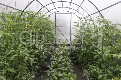 A small greenhouse for agricultural plants.