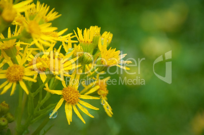 gelbe Blume in Regen