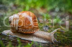 Schnecke mit Haus