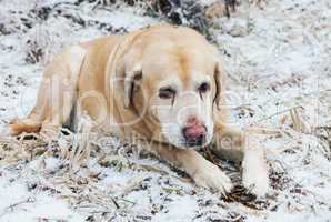 Old sad golden labrador retriever dog in winter