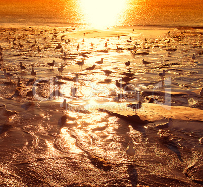 seagulls on the beach