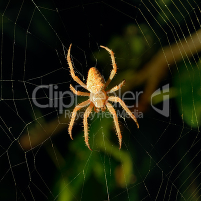 Dangerous spider on web background at night.