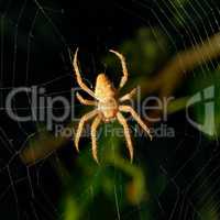 Dangerous spider on web background at night.