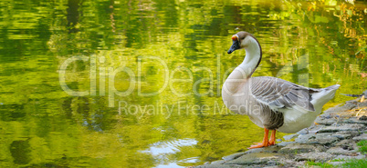 Gray goose against the backdrop of a lake in a summer park.