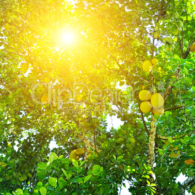 Ripe breadfruit (Artocarpus altilis) on a tree.