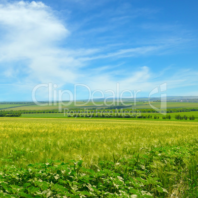 Wheat field and blue sky with light clouds.