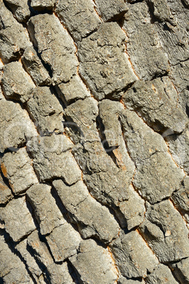 Old tree bark. Wooden texture. Natural background.