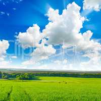 Spring field with wheat and bright blue sky.