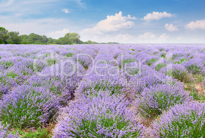 Picturesque lavender field with ripe flowers