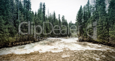 Speed river in forest