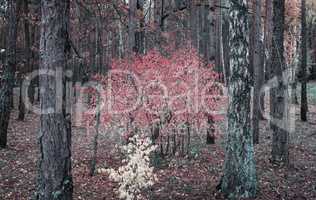 Autumn landscape in the forest with a shrub with red leaves.