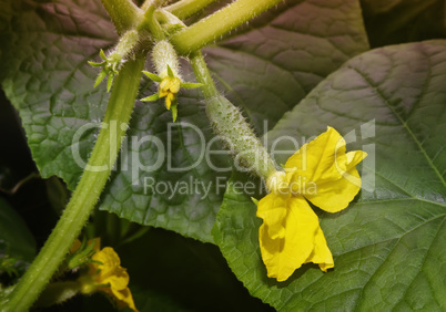 Growing on a bed of cucumber with a yellow flower.