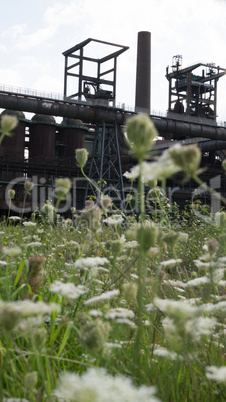 Blumen vor dem Stahlwerk