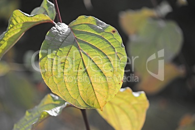 grünes Blatt im Sonnenlicht