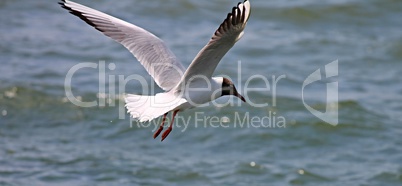 Lachmöwe im Flug über Wasser