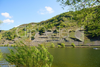 Steillagen an der Mosel