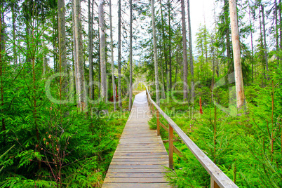 Bridge over a swamp in the forest