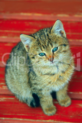 gray kitten sits on a bench