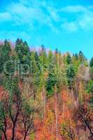multicolored forest grows on the hill in autumn