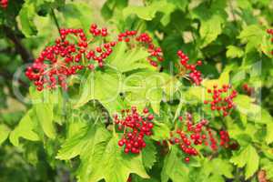 Clusters of red ripe guelder-rose