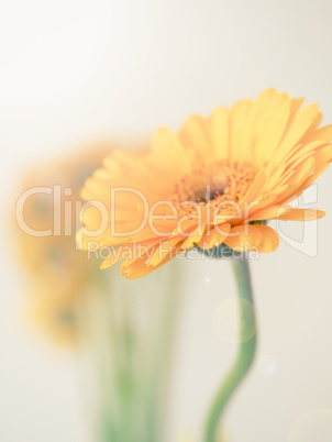 Close up of a yellow Gerbera