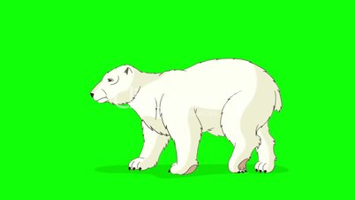 Polar Bear Walks  Chroma