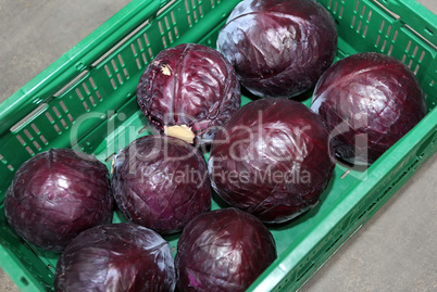 Rotkohl