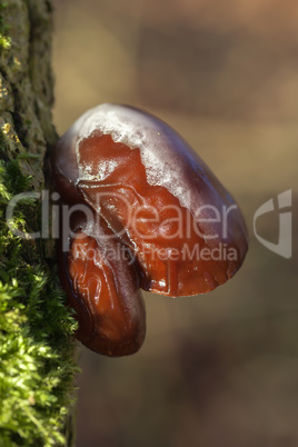 Judasohr - Auricularia auricula-judae