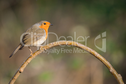 robin bird or Robin Redbreast