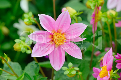 Dahlia on background of flowerbeds.