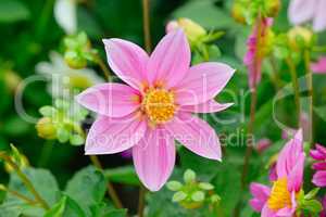 Dahlia on background of flowerbeds.