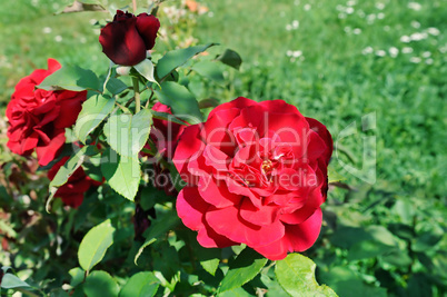 Beautiful roses in garden . Rose for Valentine Day.