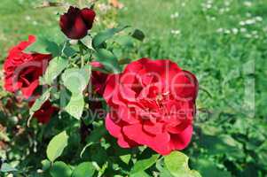 Beautiful roses in garden . Rose for Valentine Day.