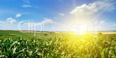 Green corn field and bright sunrise on blue sky. Wide photo.