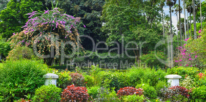 Tropical park with beautiful trees and flowers. Wide photo.