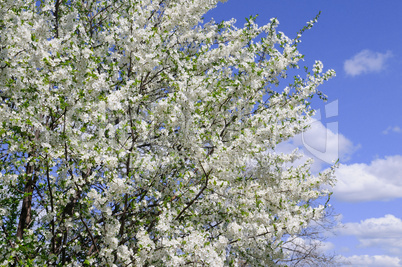 Spring flowers. Beautifully blossoming tree branch. Cherry - Sak
