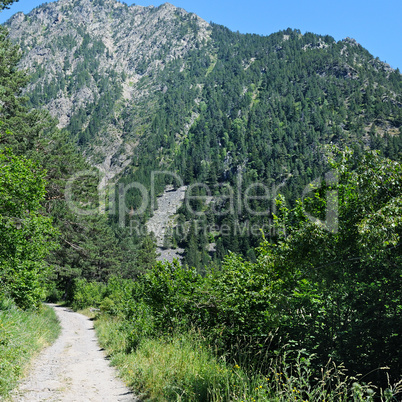 A hiking trail through the forest slopes of the mountains in sum