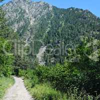 A hiking trail through the forest slopes of the mountains in sum