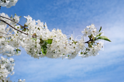 Spring flowers. Beautifully blossoming tree branch. Welcome spri