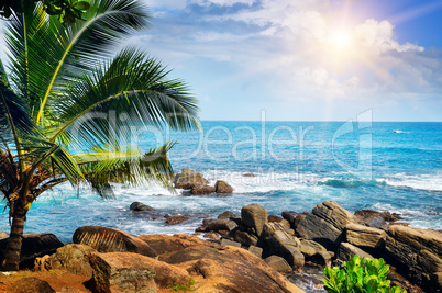 Beach tropical ocean , palm trees and sun.
