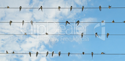 Flock of swallows on blue sky background.