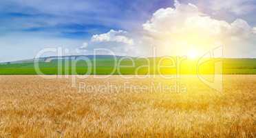 Wheat field and a delightful sunrise. Wide photo.