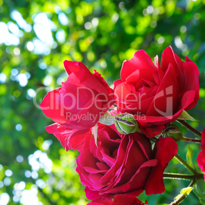 Beautiful roses in garden . Rose for Valentine Day.