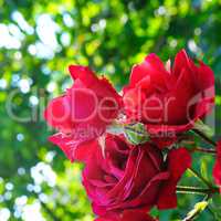 Beautiful roses in garden . Rose for Valentine Day.