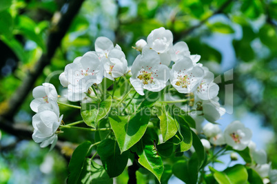 Flowering branch of pear blooming spring garden. Flowers pears c