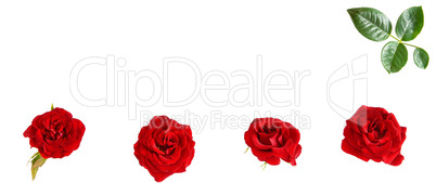 Flowers composition. Red roses isolated on white background. Fre
