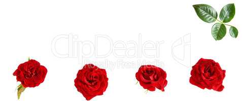 Flowers composition. Red roses isolated on white background. Fre