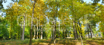 Autumn forest and fallen yellow leaves. Wide photo.