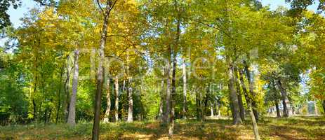 Autumn forest and fallen yellow leaves. Wide photo.