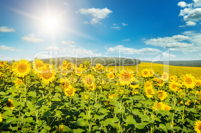 Field of sunflowers and sun rise. Bright agricultural landscape.